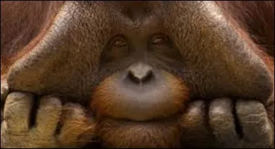 Le visage de certains mâles se transforme.