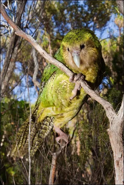 Comment s'appelle cet animal ?