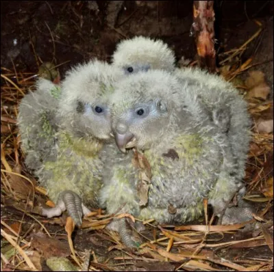 En 2019 combien d'oiseaux comme celui-ci vivent encore dans la nature ?