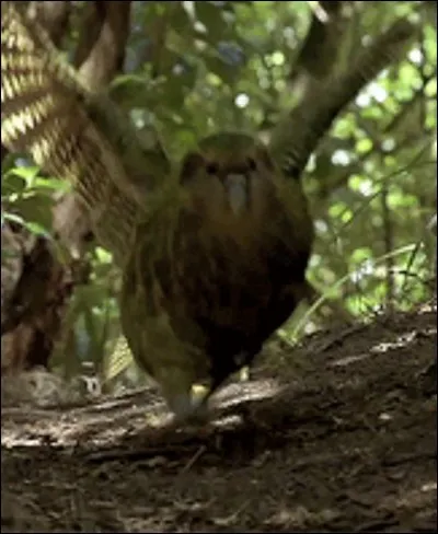 Cet oiseau ne vole pas.