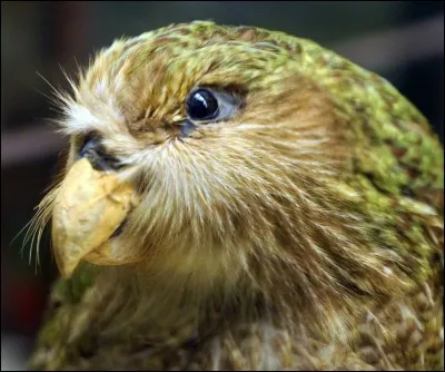 Comment s'appellent les fines plumes autour de son bec ?