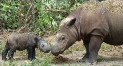 Comment s'appelle cet animal ?