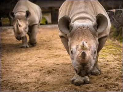 Quel est son nom scientifique ?