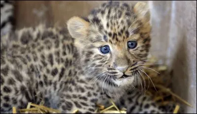 Combien de temps un bébé léopard de l'amour reste-t-il avec sa maman ?