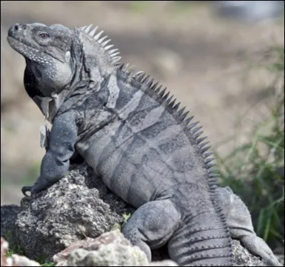 Comment appelle-t-on (nom scientifique) les anneaux qu'il y a sur sa queue ?