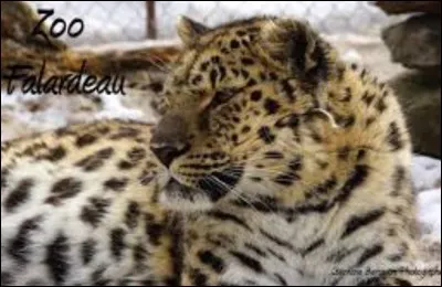 D'où vient le nom du léopard de l'amour ?