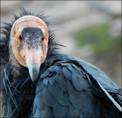 Combien de mètres fait son envergure ?