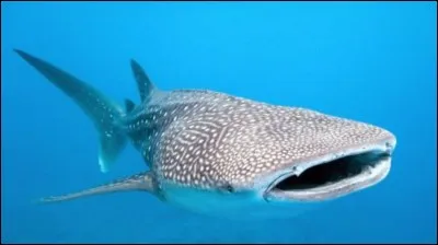 Comment s'appelle cet animal ?