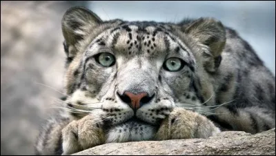 Au Tibet vie une panthère qui possède une épaisse fourrure on l'appelle :