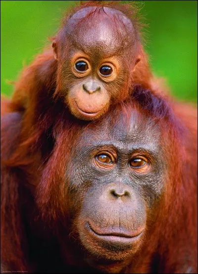 Le petit orang-outan reste auprès de sa maman, pendant au moins :