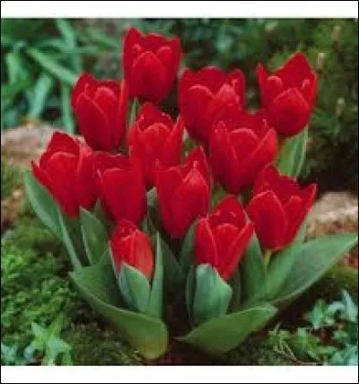 Quel est le nom de cette fleur ?