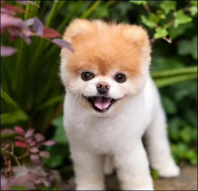 Trouvez le nom du, ou des chiens de Natoo ?