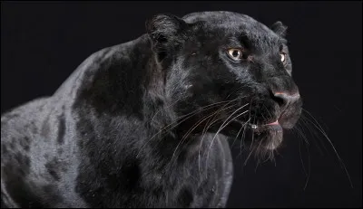 Quel est le nom de cette couleur en anglais ?