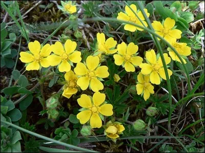 Comment s'appelle cette plante ?