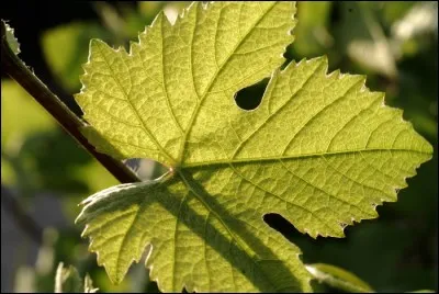 Quelle est cette feuille ?