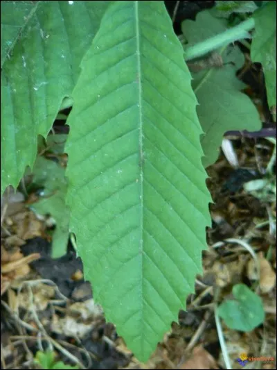 À quel arbre appartient cette feuille ?