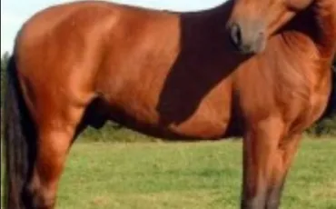 Quiz Galop 1
