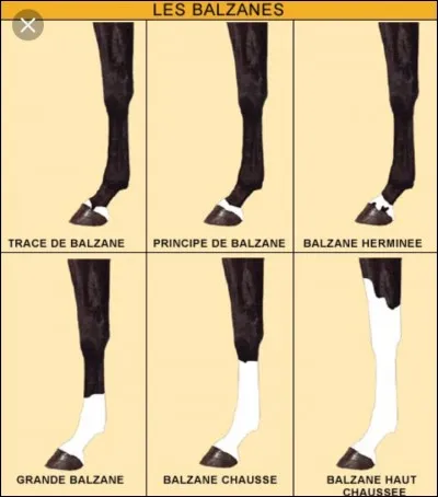 Qu'est-ce qui est montré sur la deuxième image de la première colonne ?