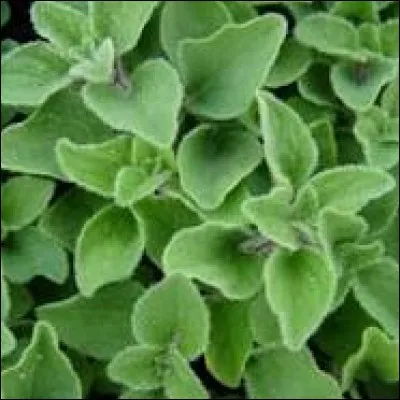 Objet de plis et de replis, c'est l'...