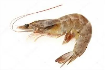 Chargé de mission, c'est le...