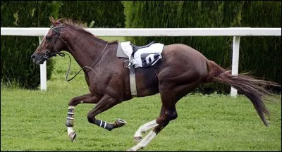 Quelles sont les aides pour partir au galop ?