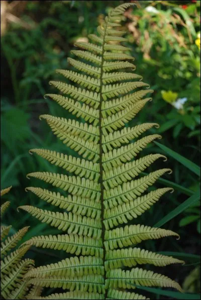 Qu'est-ce qu'une fronde ?