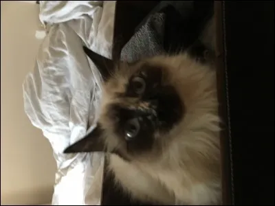 De quelle race ce chat est-il ?