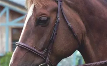 Quiz Galop 3