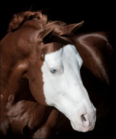 Comment appelle-t-on ce type de tache sur la tête du cheval ?