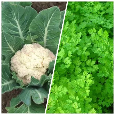 Quelle verdure est pauvre en calcium ?