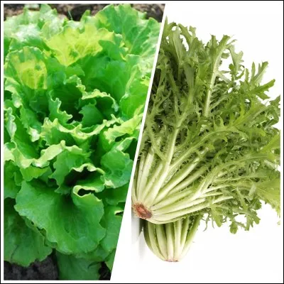 Quelle salade est pauvre en calcium ?