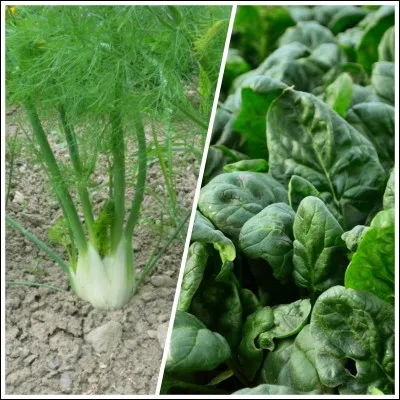 Quelle verdure a un taux modéré de calcium ?