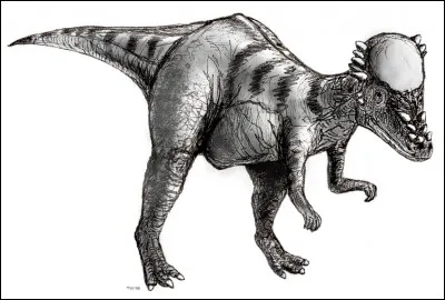 Le pachycéphalosaure est...