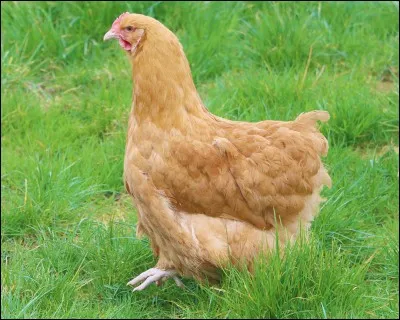 La poule est un...