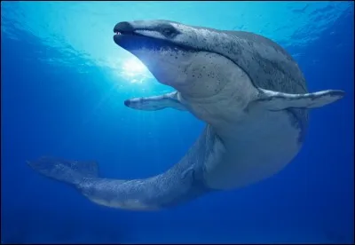 Le basilosaurus est plus proche...