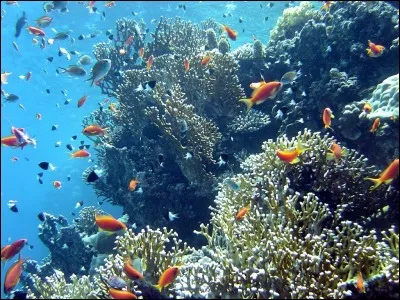 Lequel de ces "poissons" n'a pas de maxillaire ?