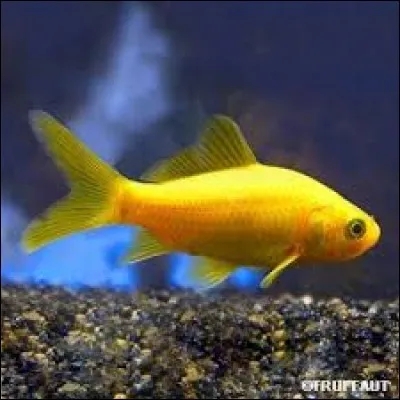 Où ne trouve-t-on pas de poissons ?