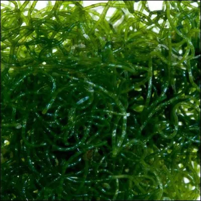 Les algues n'ont ni racines, ni feuille, ni graines