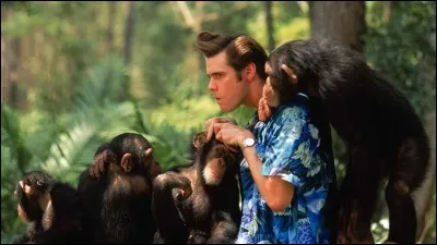 Dans "Ace Ventura en Afrique", quel animal doit retrouver Mr Ventura ?