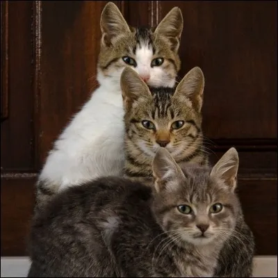 Dans quel "Disney" avons-nous trois chatons ?