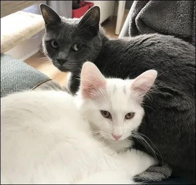 Comment s'appellent ses deux chats ?