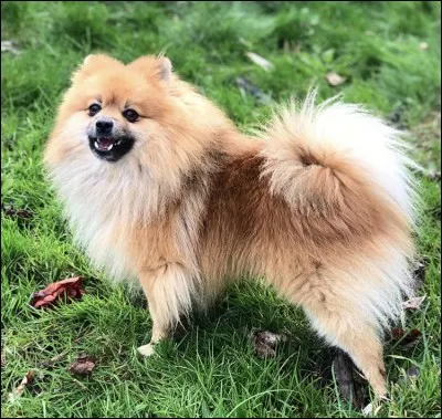 O&ugrave; est son chien Neox ?