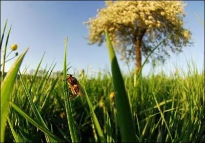 Quel film documentaire a pour sous-titre 'le peuple de l'herbe' ?