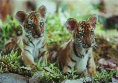 Dans quel film peut-on suivre les aventures de Koumal et Sangha ?