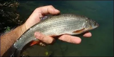 Quel est le nom de ce poisson ?