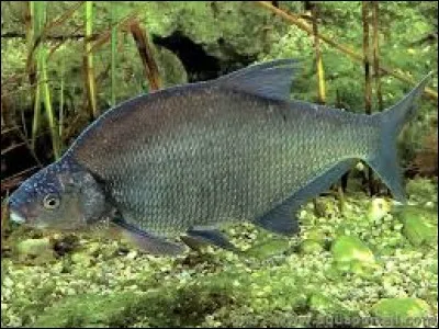 Quel est ce poisson ?