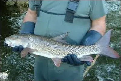 Quel est le nom de ce poisson ?
