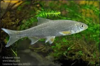 Quel est ce poisson ?