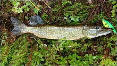 Quel est le nom de ce poisson ?