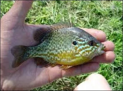 Quel est le nom de ce poisson ?